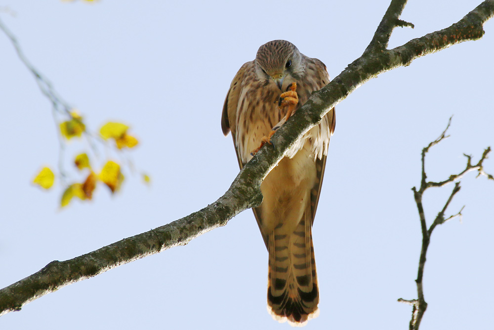 Falke im Ansitz