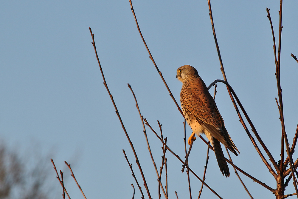 Falke im Ansitz