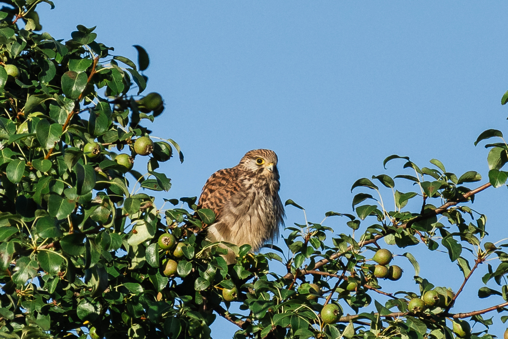 Falke im Birnenbaum