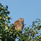 Falke im Birnenbaum