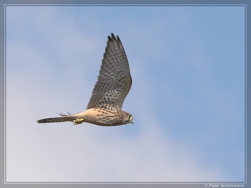 Falke im Burgenland