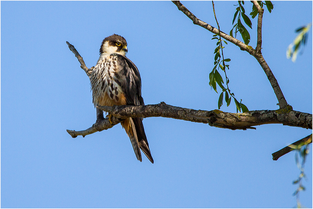 Falke im Donaudelta