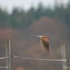 Falke im Feld 