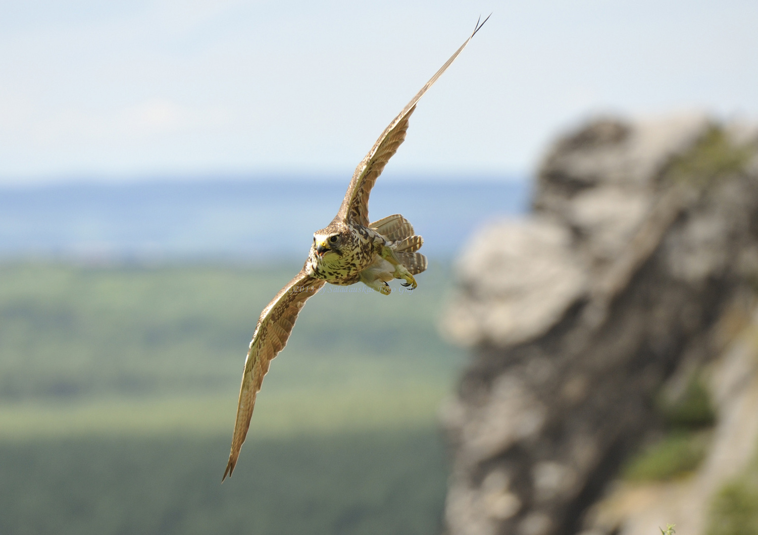 Falke im Flüg.