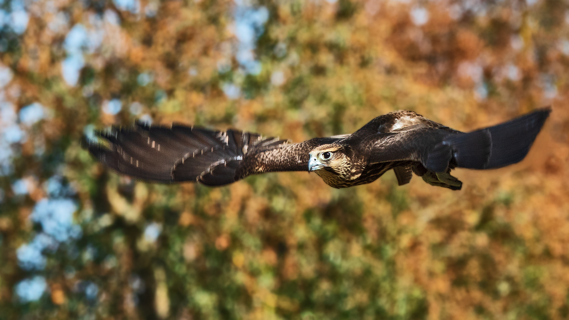 Falke im Flug 001a