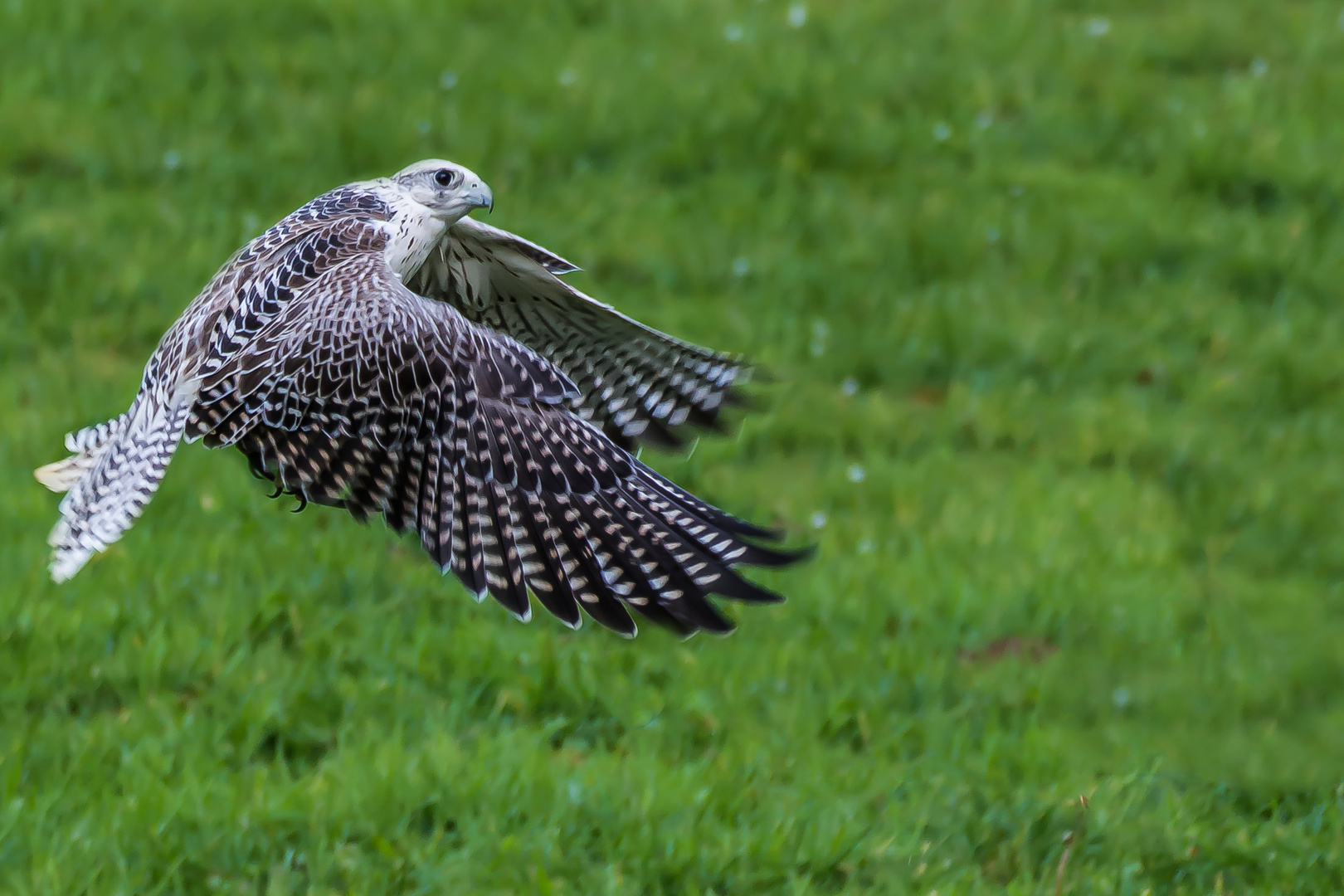 Falke im Flug