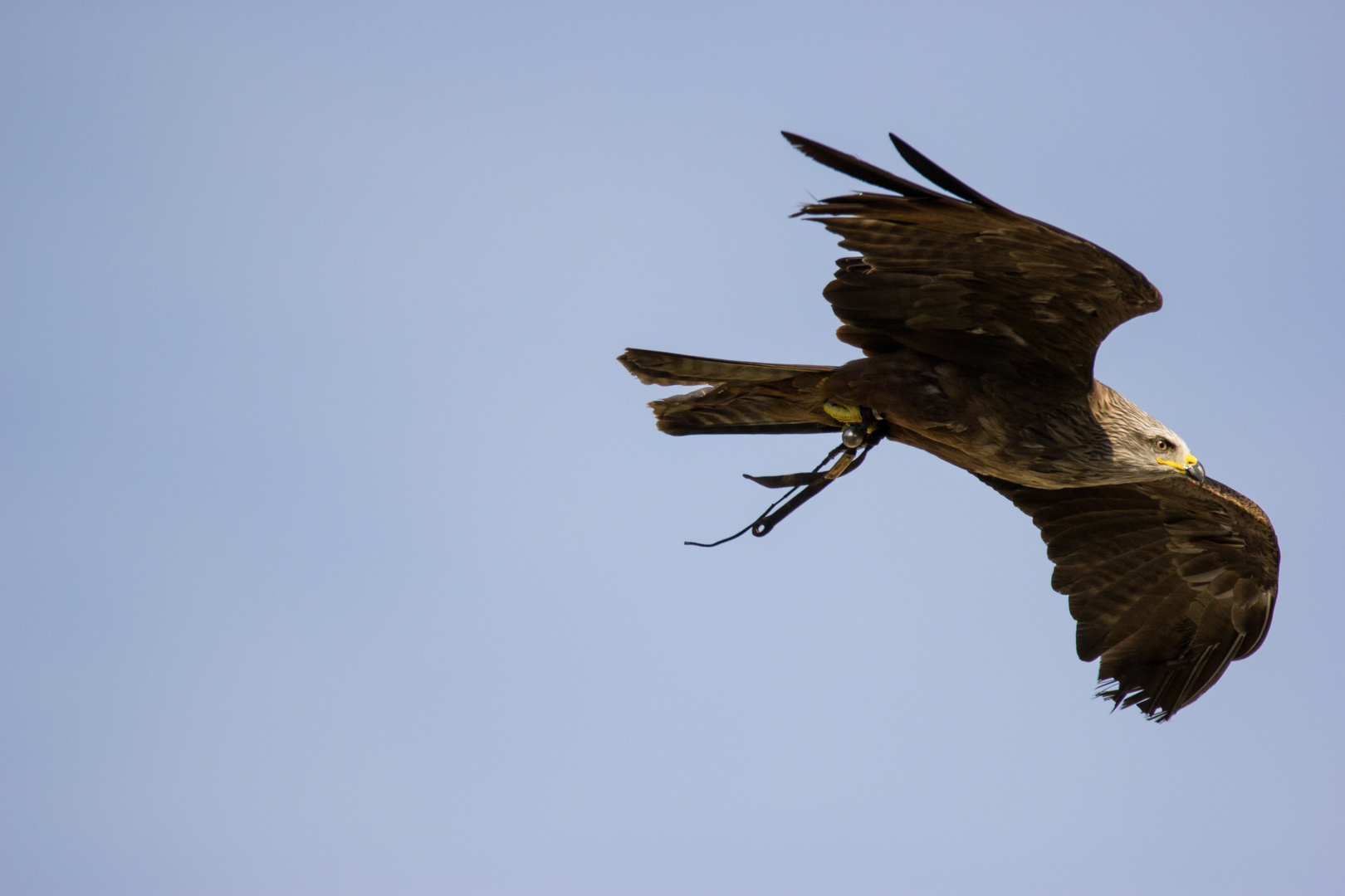 Falke im Flug