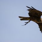 Falke im Flug