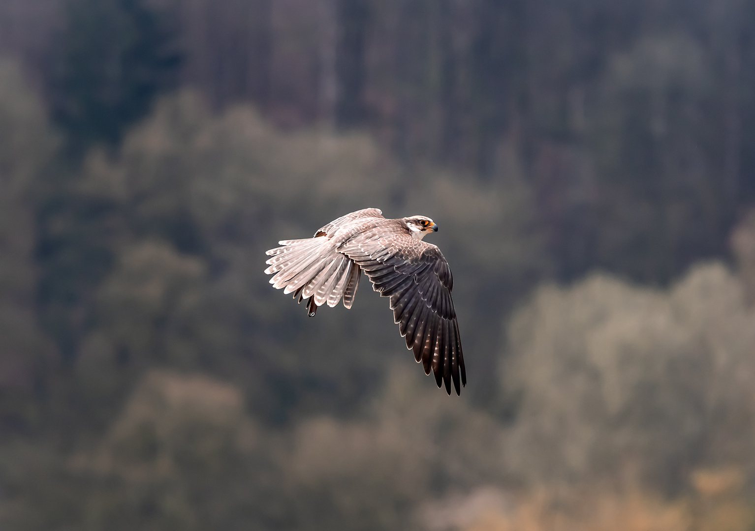 Falke im Flug 