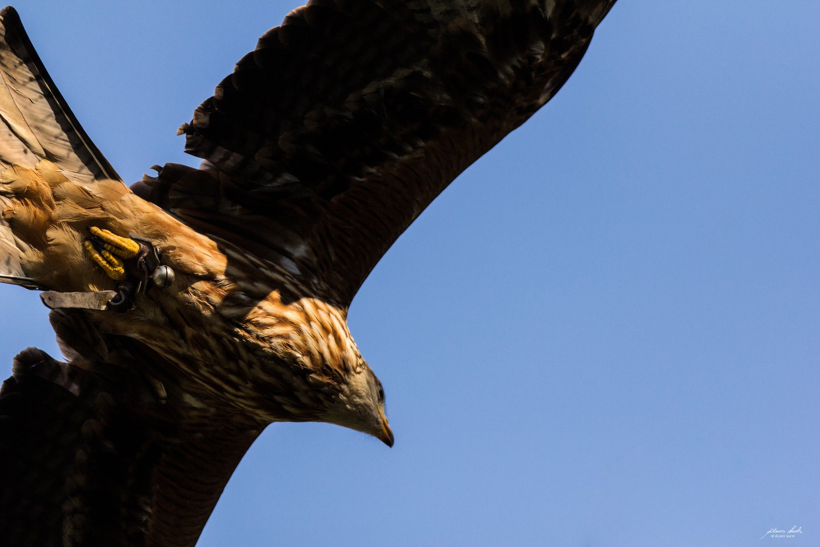 Falke im Flug