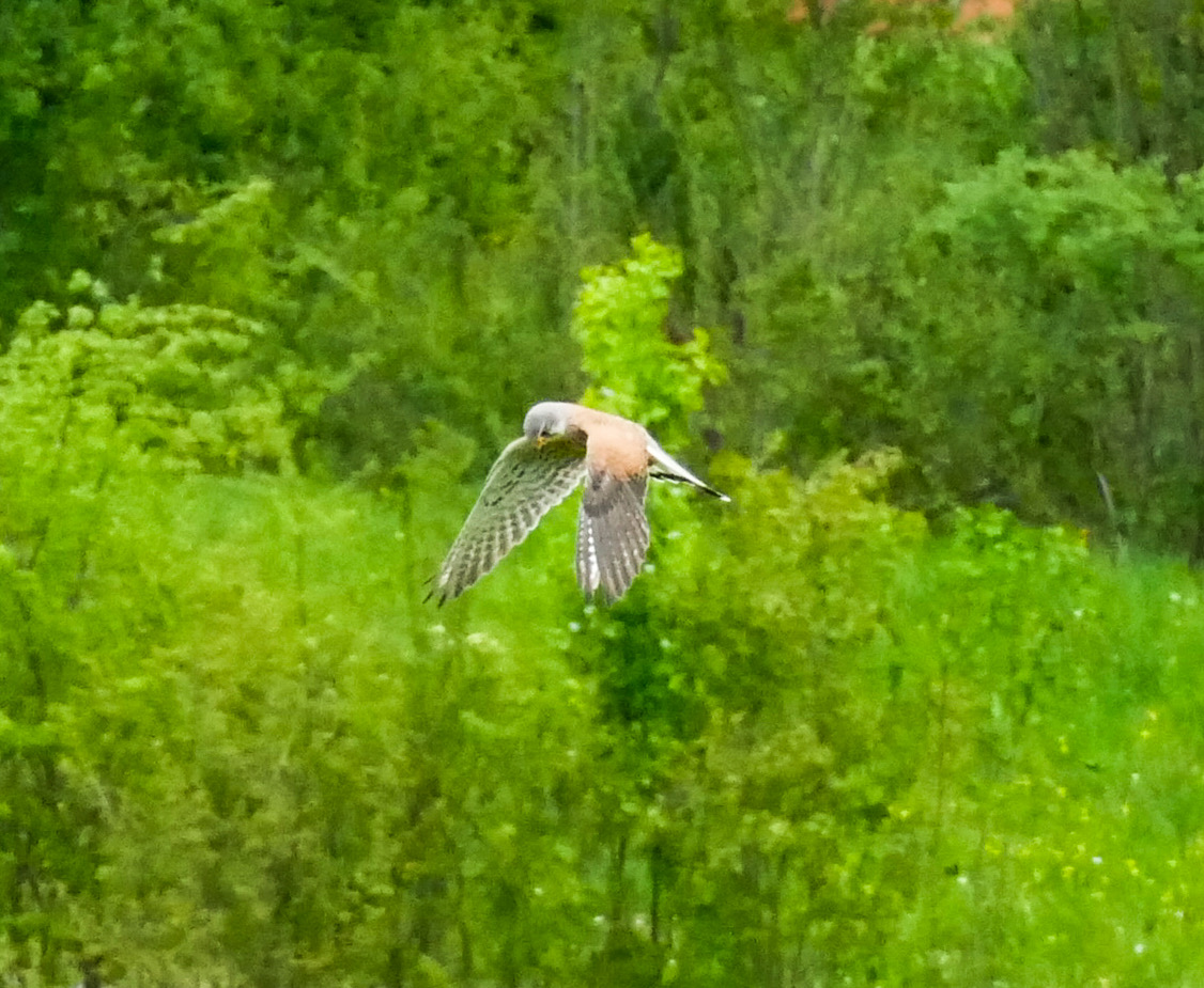 Falke im Flug