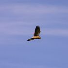 Falke im Flug