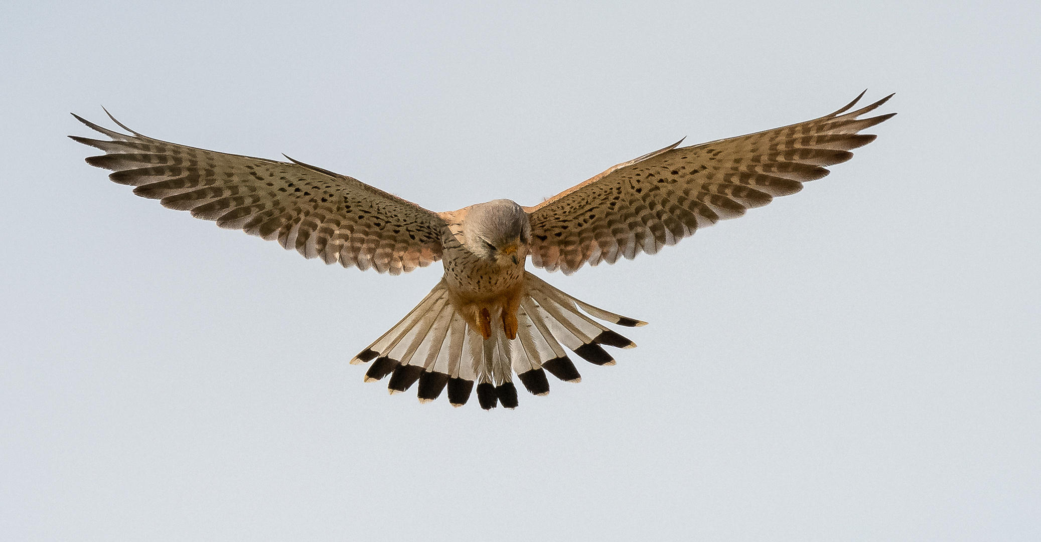 Falke im Flug