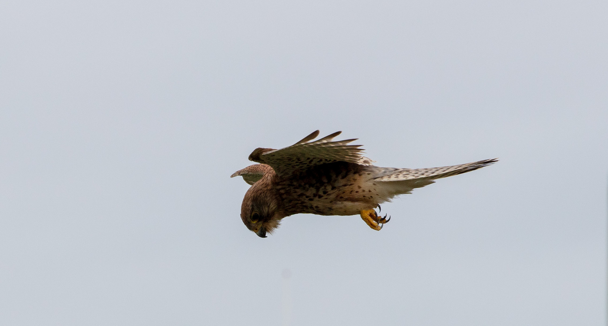 Falke im Flug