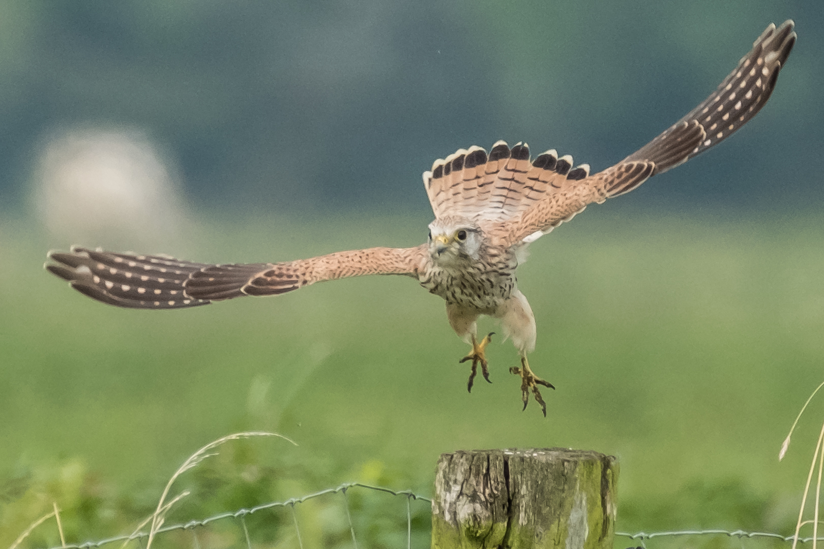 Falke im Flug