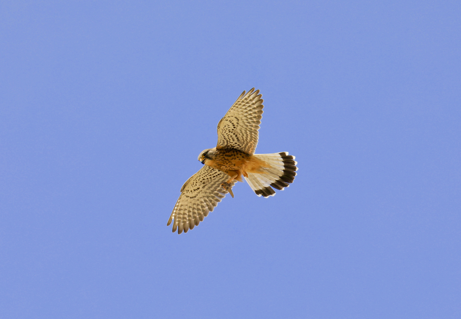 Falke im Flug erwischt mit Beute