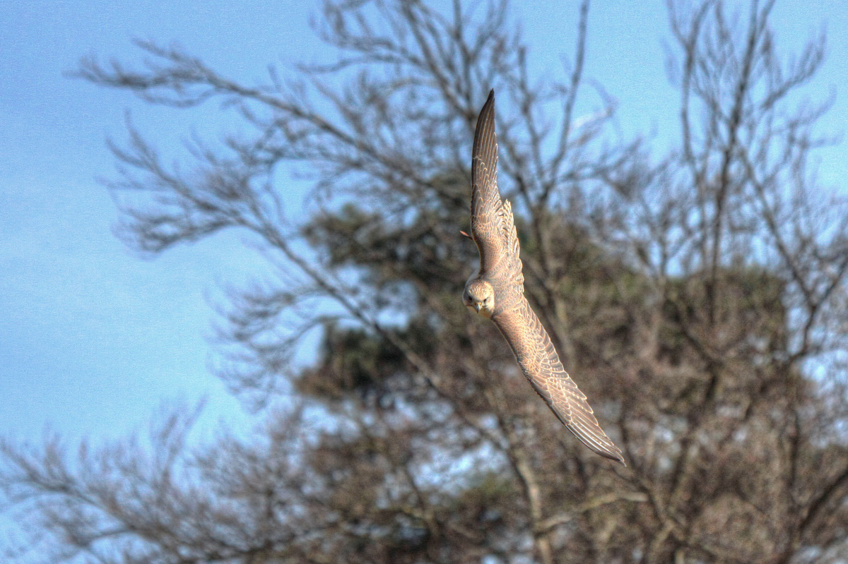 Falke im Flug II