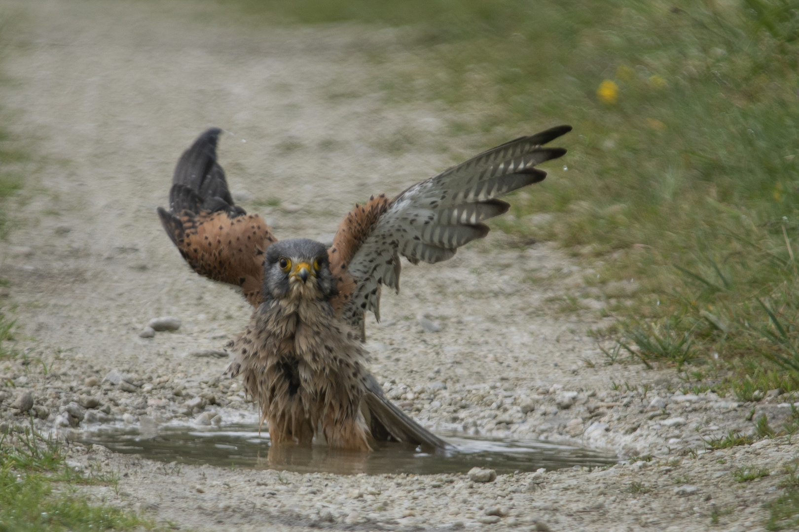 Falke          im Freibad                 Aufnahme vom  16.5.2024