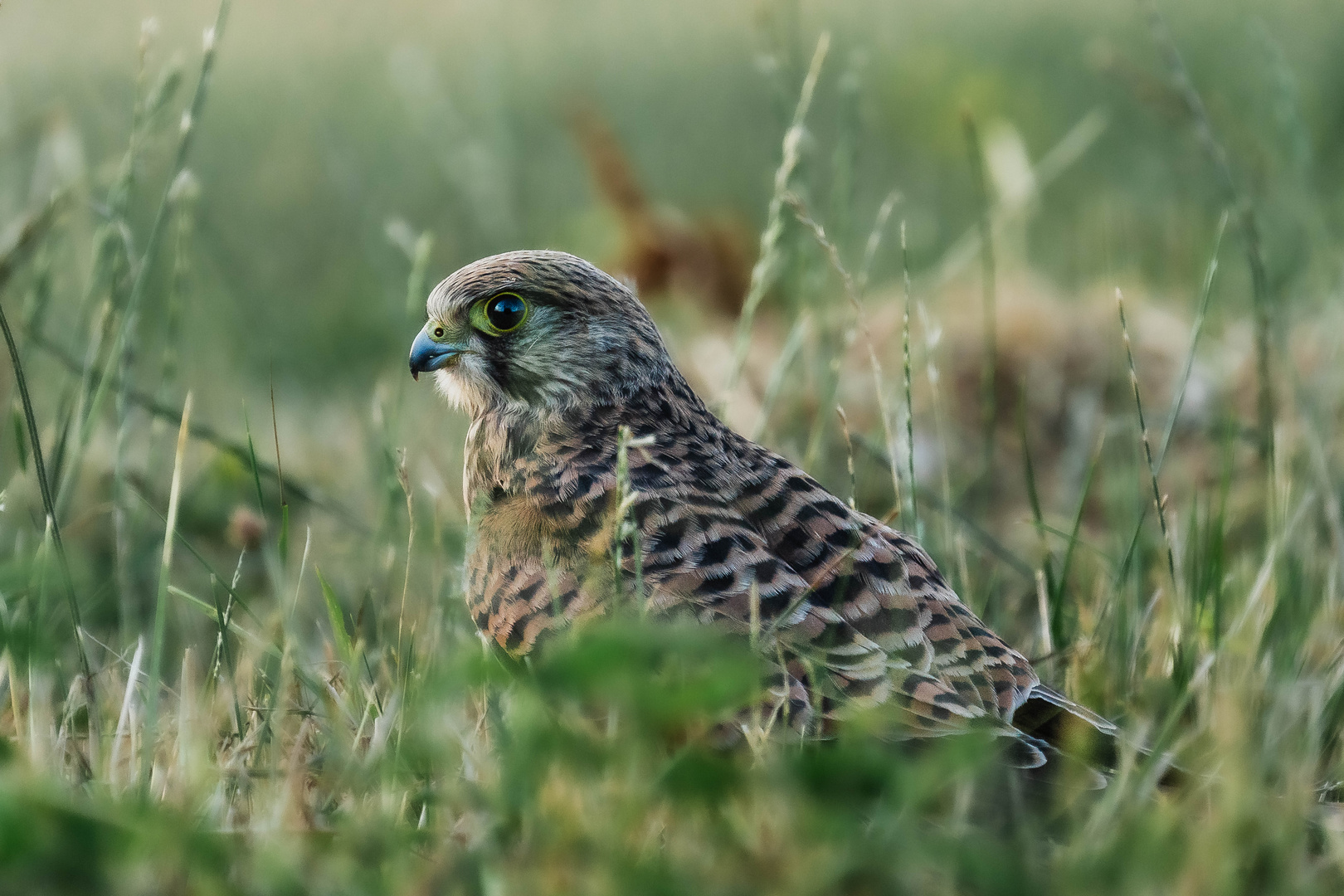 Falke im Gras