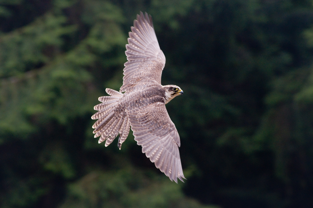 Falke im Landeanflug