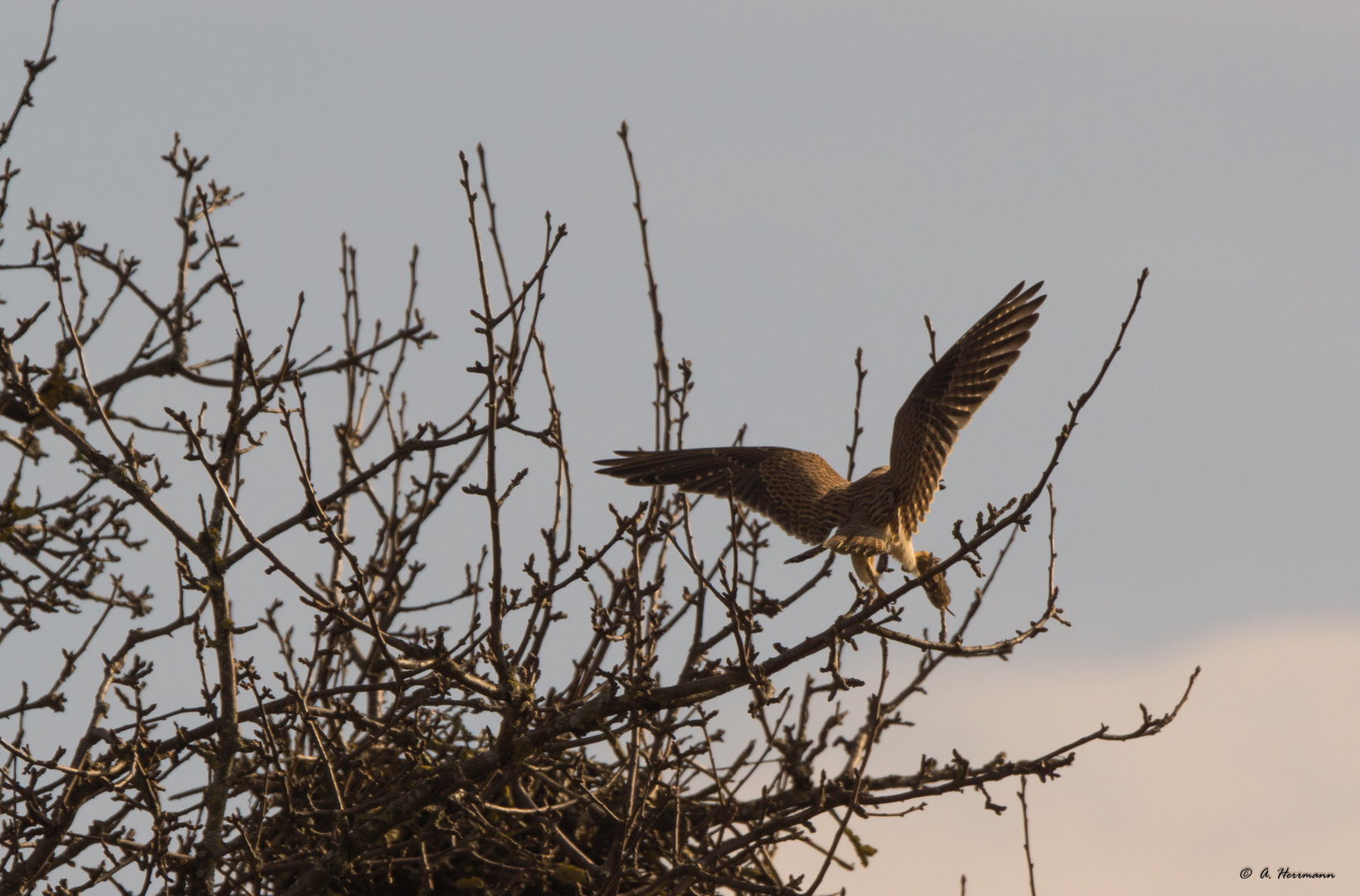 Falke im Landeanflug / Falcon in landing approach