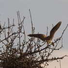 Falke im Landeanflug / Falcon in landing approach