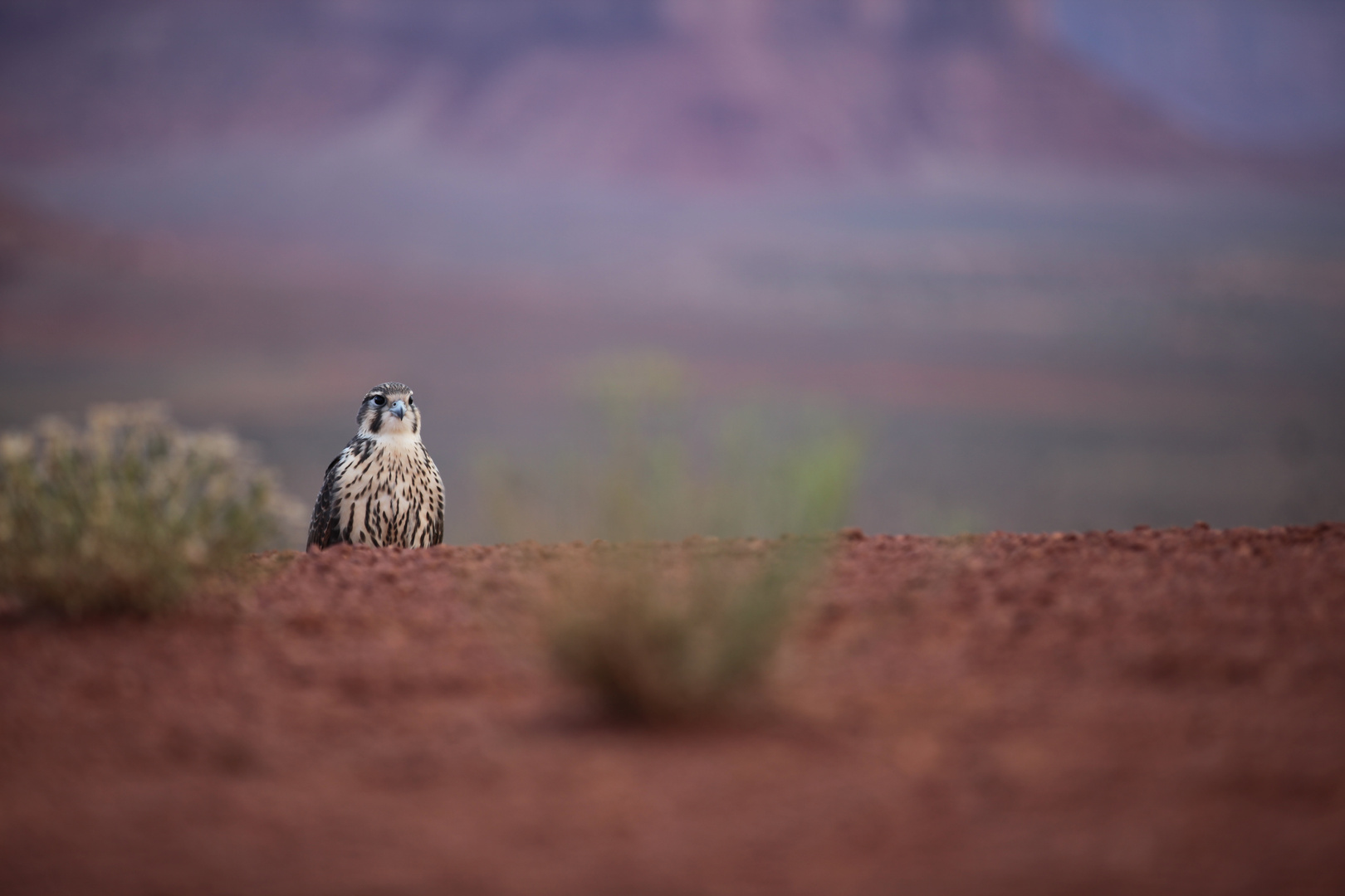 Falke im Monument Valley bei Sonnenaufgang