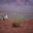 Falke im Monument Valley bei Sonnenaufgang