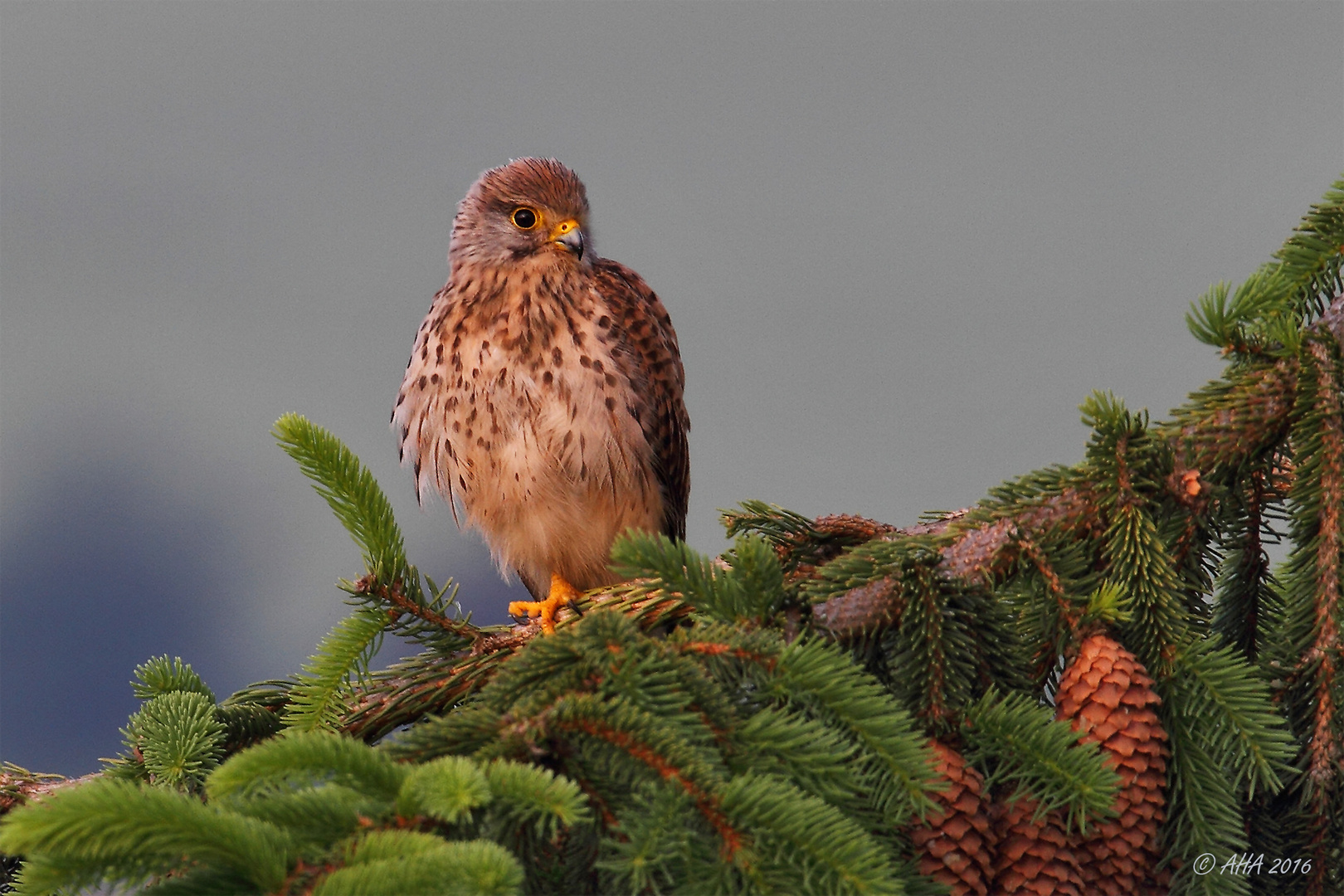 Falke im Morgenlicht