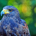 Falke im Nationalpark Bayerischer Wald