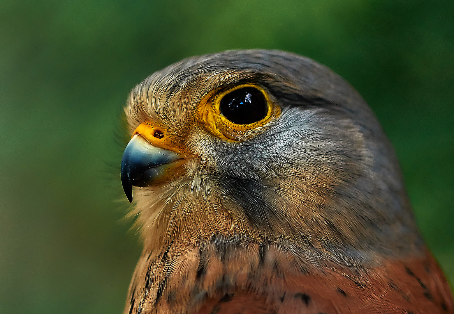 Falke im Portrait Foto & Bild natur, tiere, vögel Bilder auf