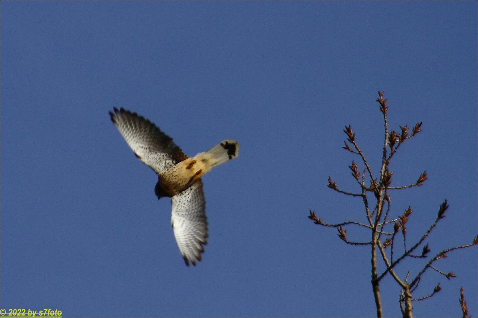 Falke im Rosengarten