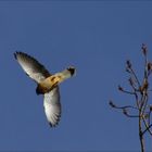 Falke im Rosengarten