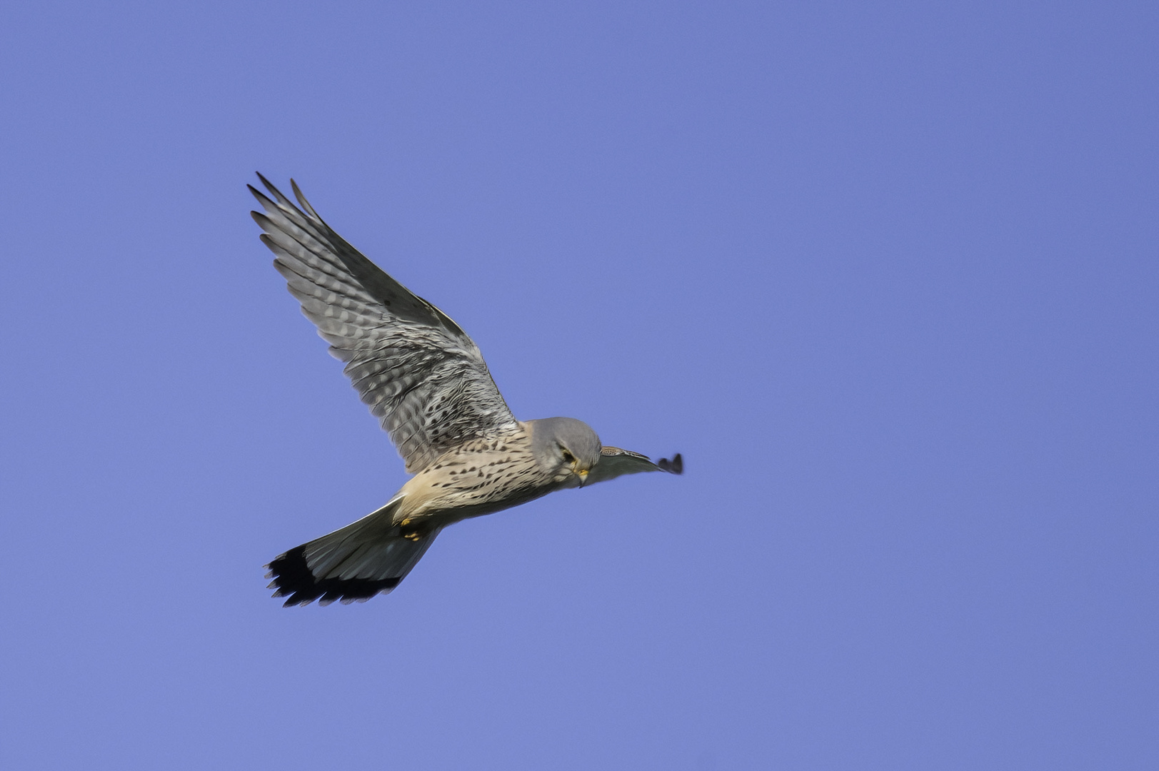 Falke im Rüttelflug