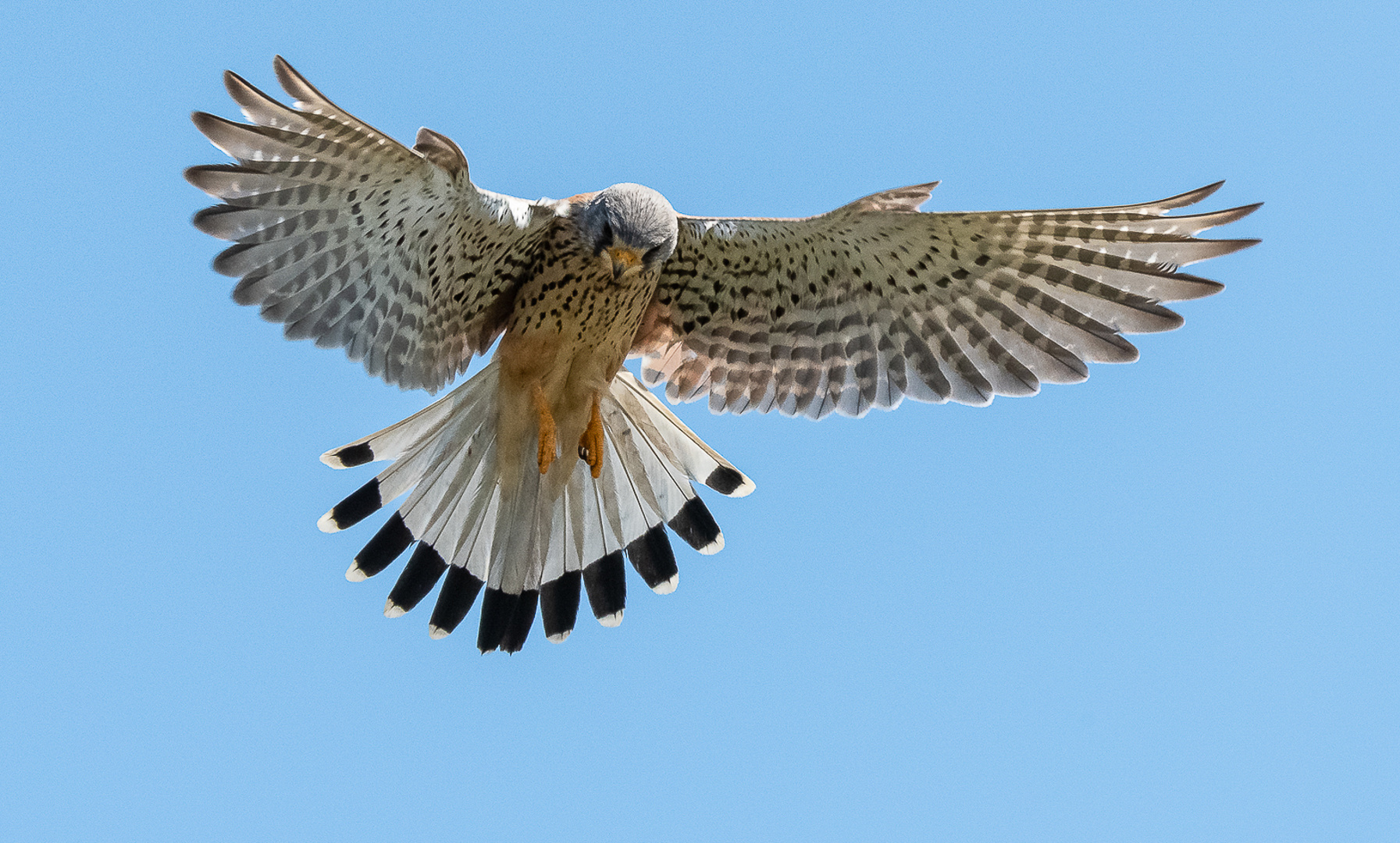 Falke im Rüttelflug