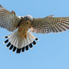 Falke im Rüttelflug