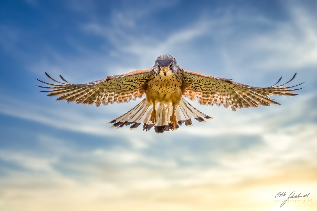 Falke im Rüttelflug Foto & Bild natur, fliegen, flug Bilder auf