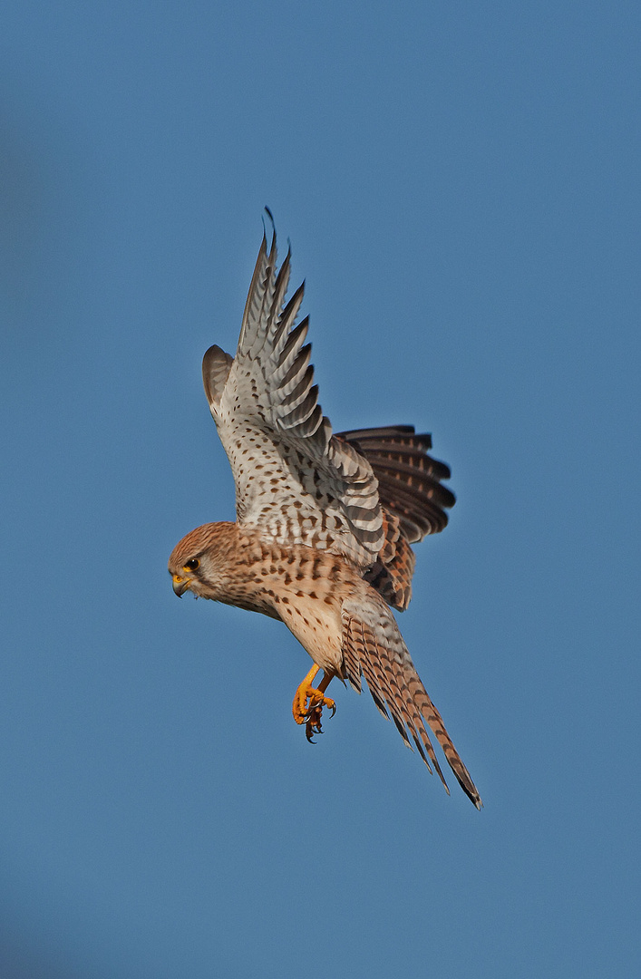 Falke im Rüttelflug