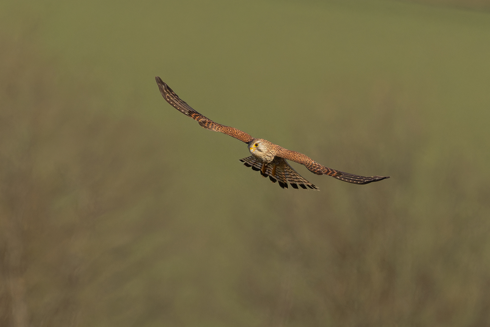 Falke im Rüttelflug