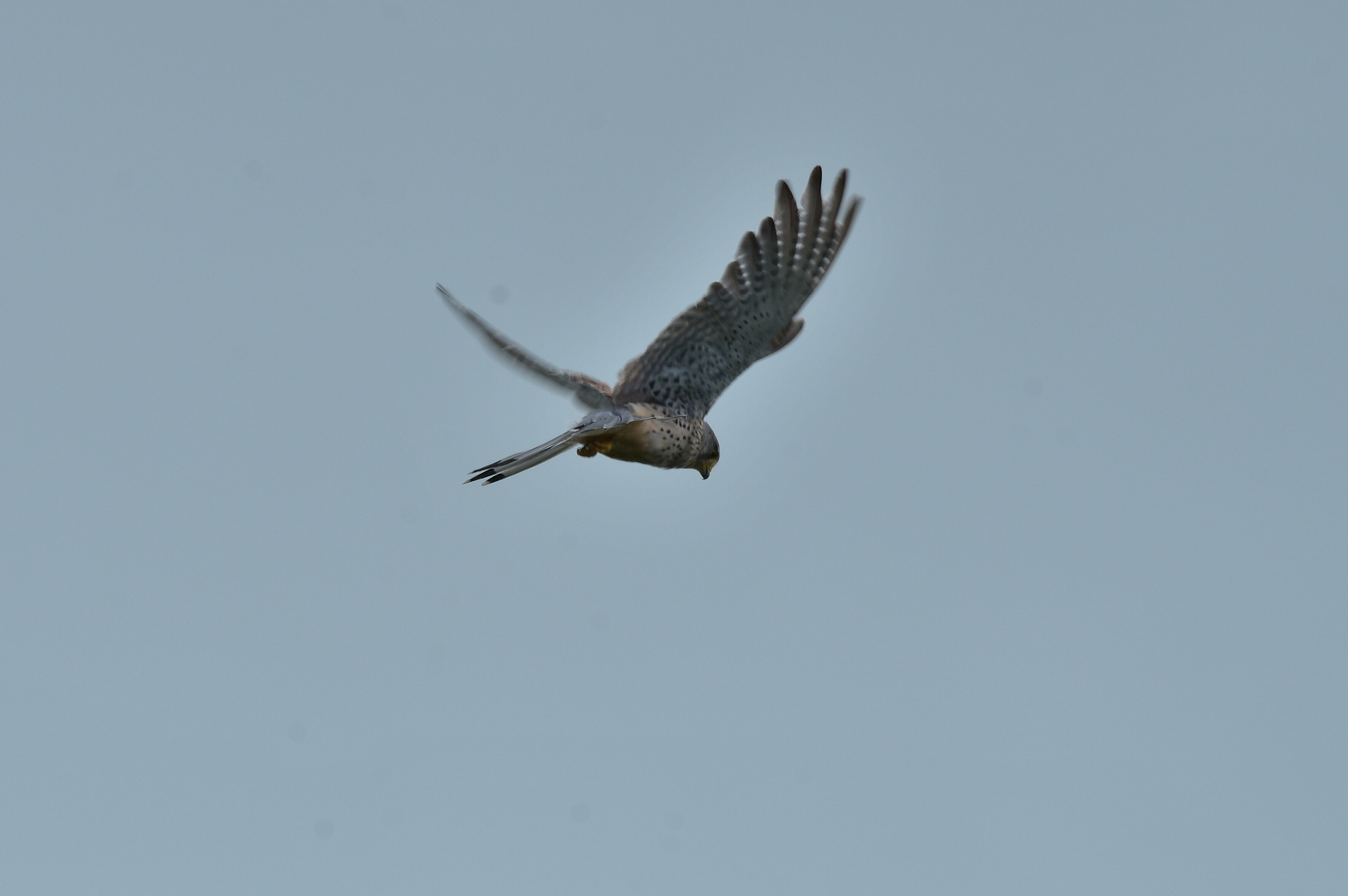 Falke im Rüttelflug