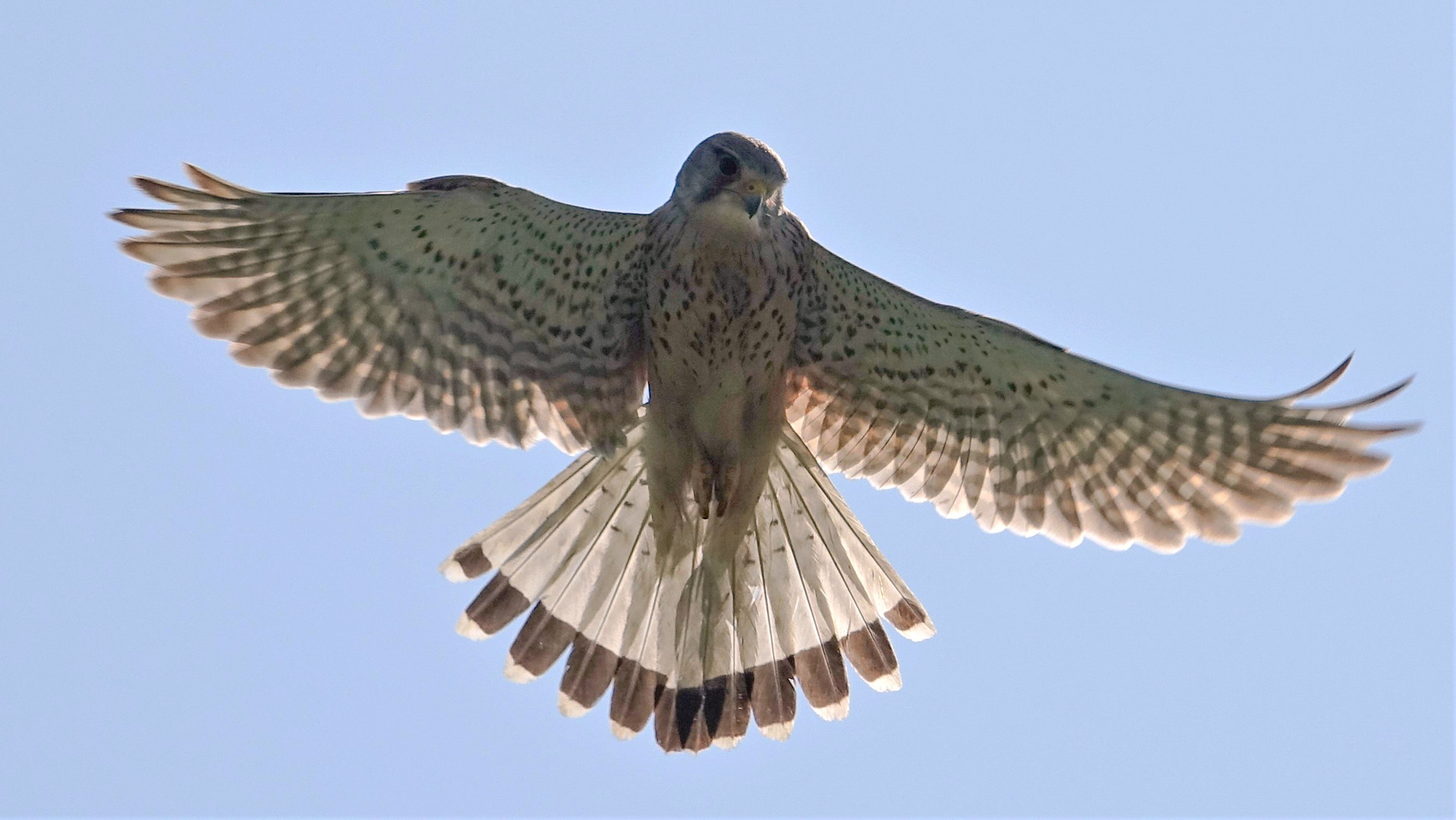 Falke im Rüttelflug 