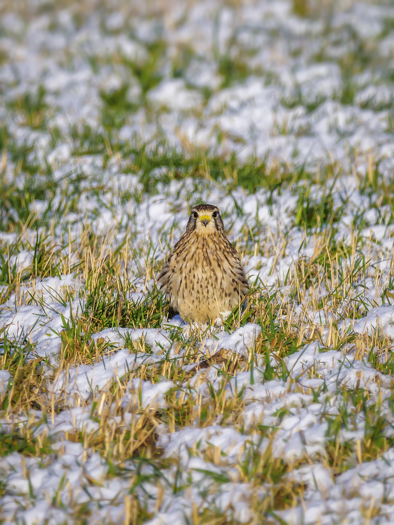 Falke im Schnee