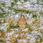 Falke im Schnee