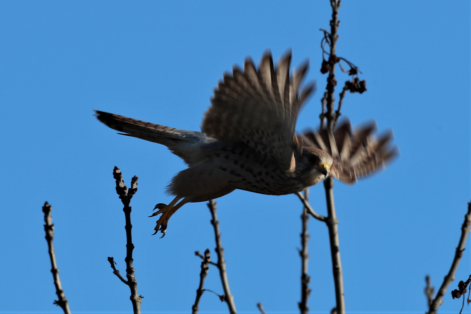 Falke (im Starten)