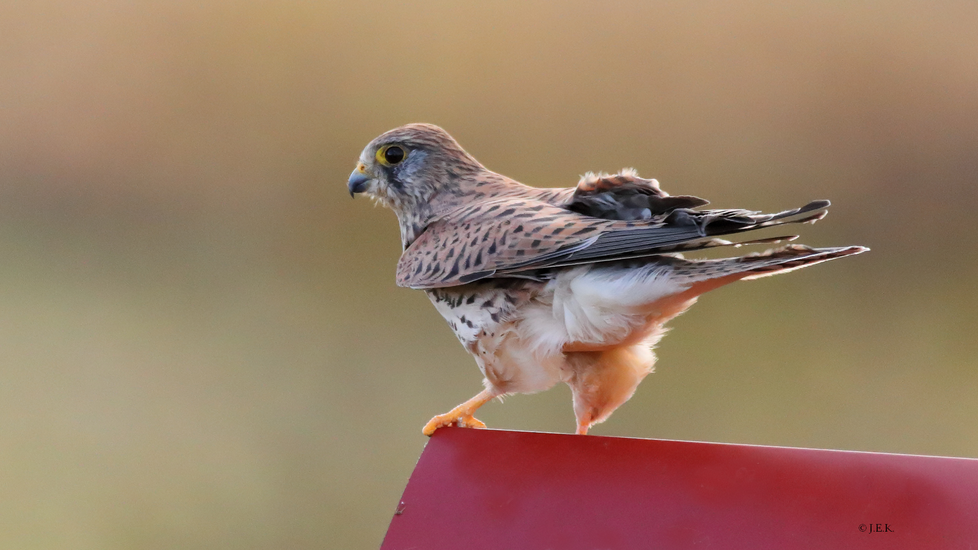 Falke im Sturm