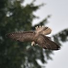 Falke im Sturzflug