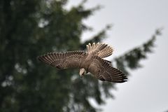 Falke im Sturzflug