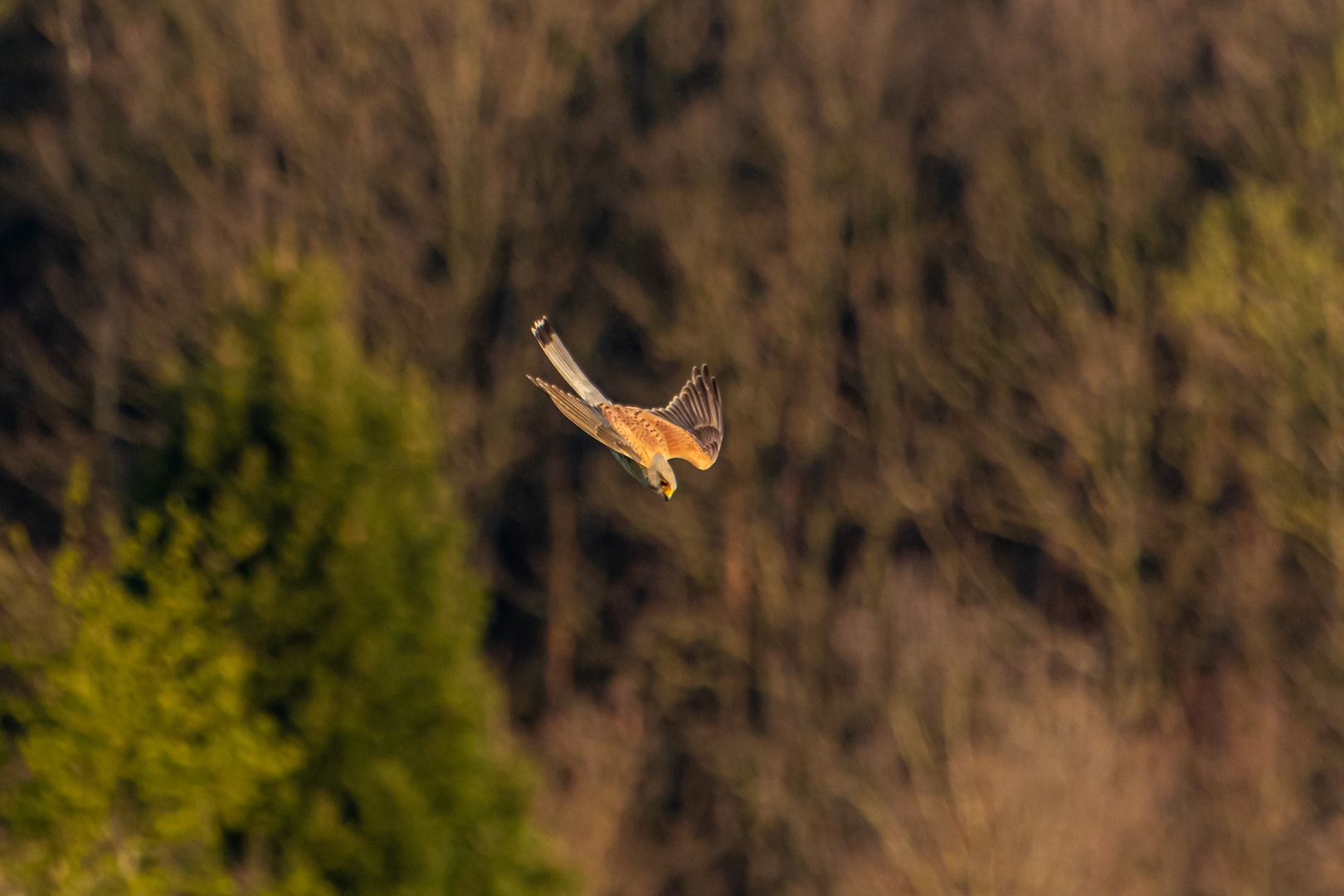 Falke im Sturzflug