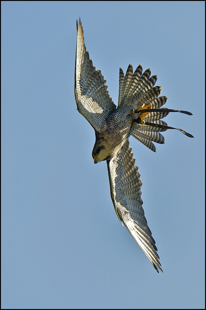 Falke im Sturzflug