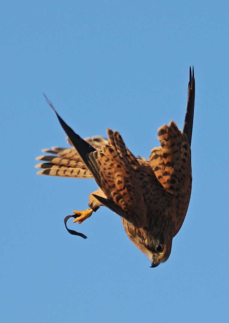 Falke im Sturzflug